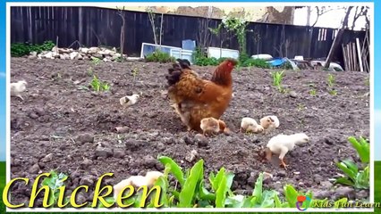 Learn Domestic Animals Sounds For Children | Animals Farm for Kids