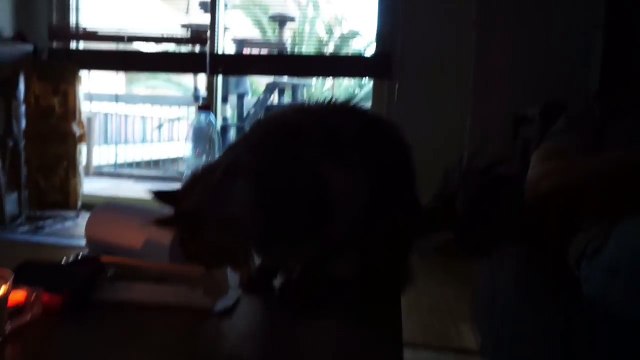 Big Maine Coon Cat Playing With Owner