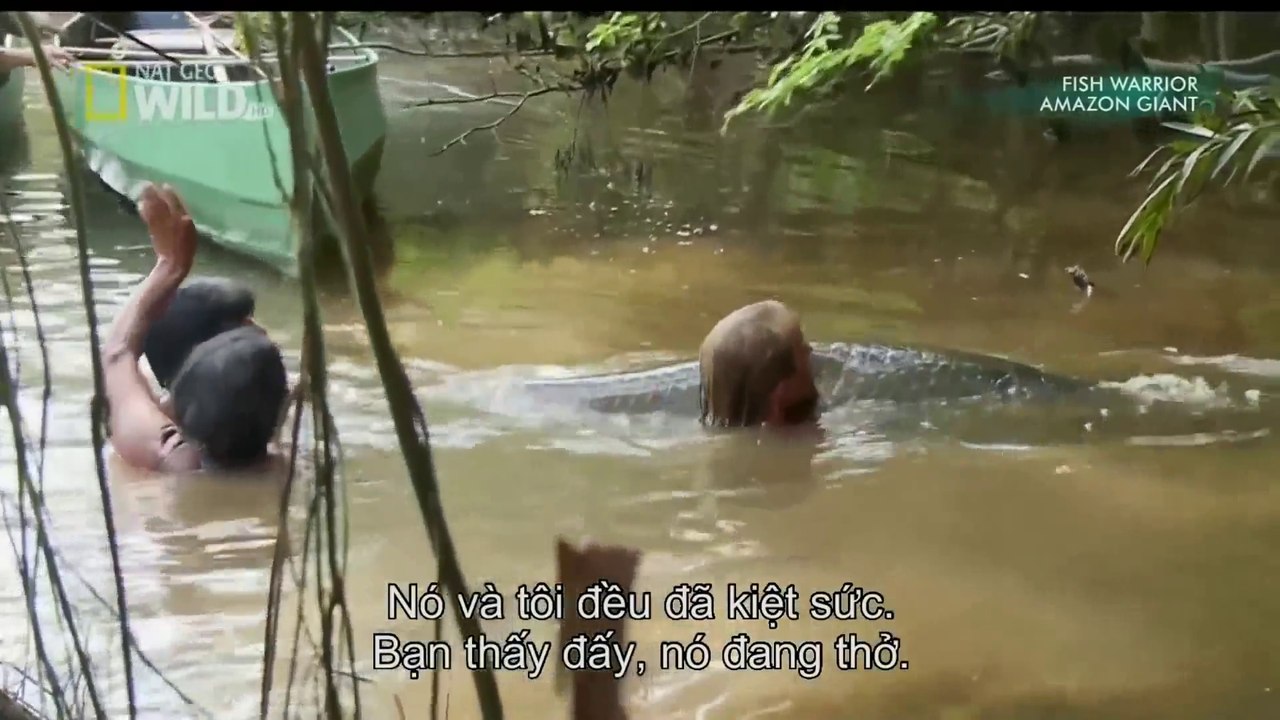 Animal Planet - The  Arapaima - World largest fresh-water fish - A monster in Amazon River Basin
