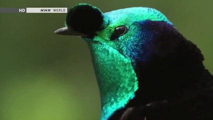 Animal Planet - Beautiful and mysterious birds.