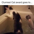 Et l'Award du chat le plus débile revient à.....