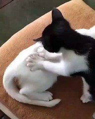 Phòng khám đa khoa Đại Đông - Cute cats 2018