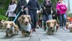 The long and the short: Hong Kong sausage dogs go walkies