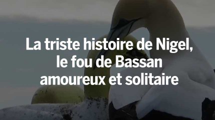 Nigel, le fou de bassan amoureux d'oiseaux de béton