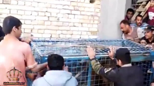 لحظة هروب الدب في شوارع البصرة الى ان تم امساكه .. دب يتجول ياسﻻم