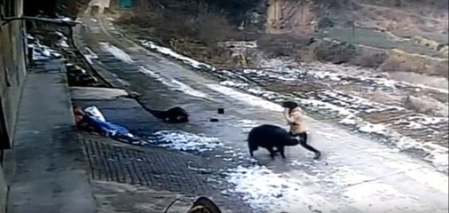 Yaban Domuzu Köyde Dehşet Saçtı: 1 Ölü, 1 Yaralı