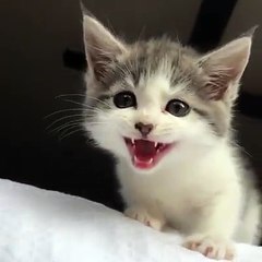 MEOW... MEOW....Those little squeaks!