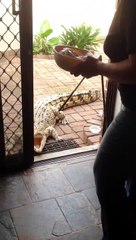 Elle a un crocodile de compagnie de plus de 3m de long dans son jardin