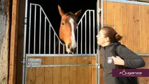 Proteção dorsal flexível para cavalo Fouganza - Exclusividade Decathlon