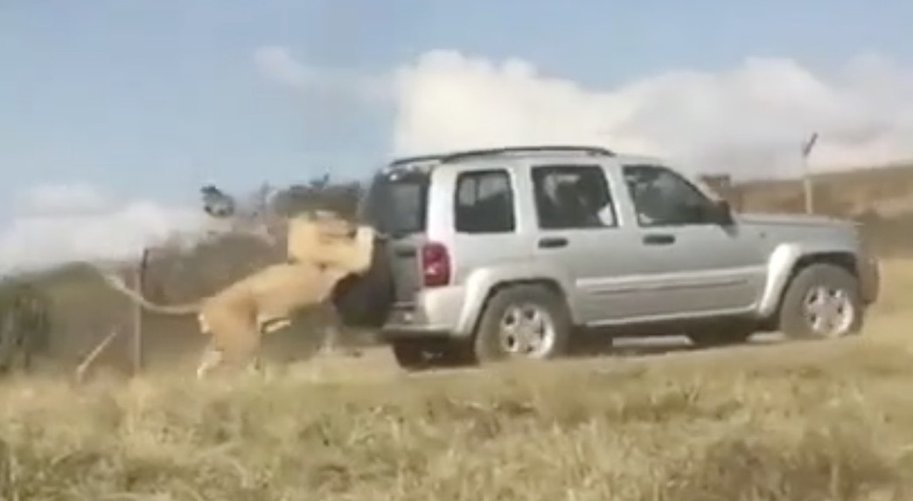 Ce Lion s'accroche à une voiture et ne la lâche plus en pleine savane !
