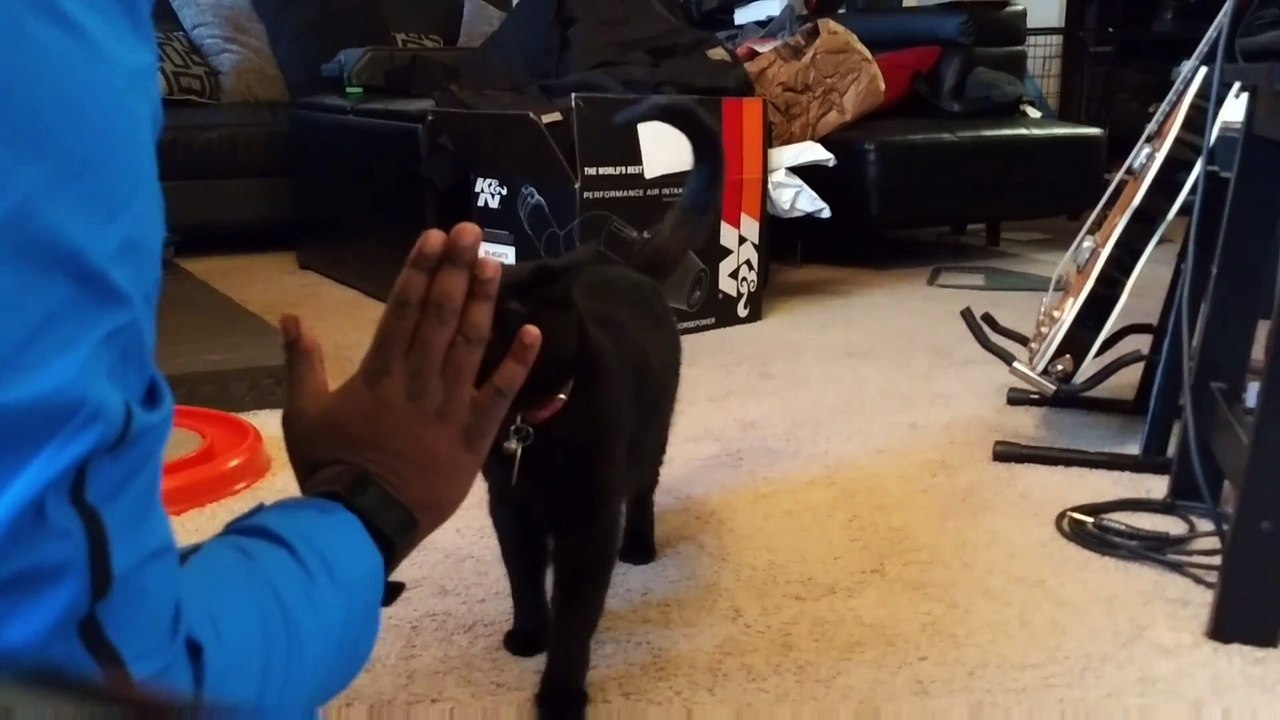 Ce chat comprend le langage des signes !