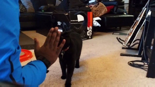 Ce chat comprend le langage des signes !