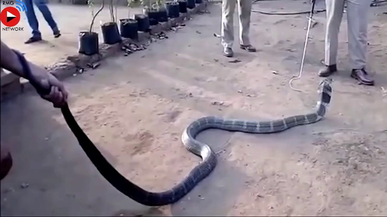 COBRA drinks water from bottle