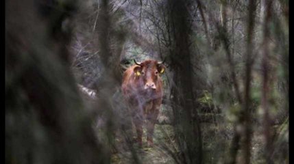 Aussi influente que #metoo, une vache récolte 50.000 euros pour rester libre