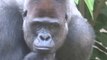 Western Lowland Gorillas (with Baby Gorilla) Taronga Zoo Sydney Australia