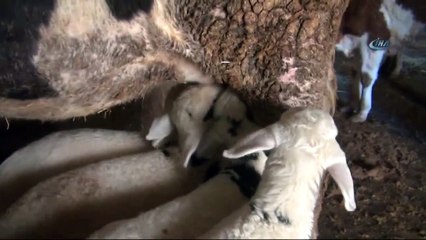 Anneleri Ölen Kuzulara İnek Annelik Yapıyor