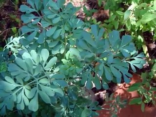 Hechizos para hacer con la planta Ruda