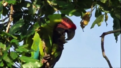 Green Macaw