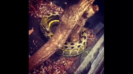 Ce serpent passe son temps à tourner autour d'une branche dans son vivarium