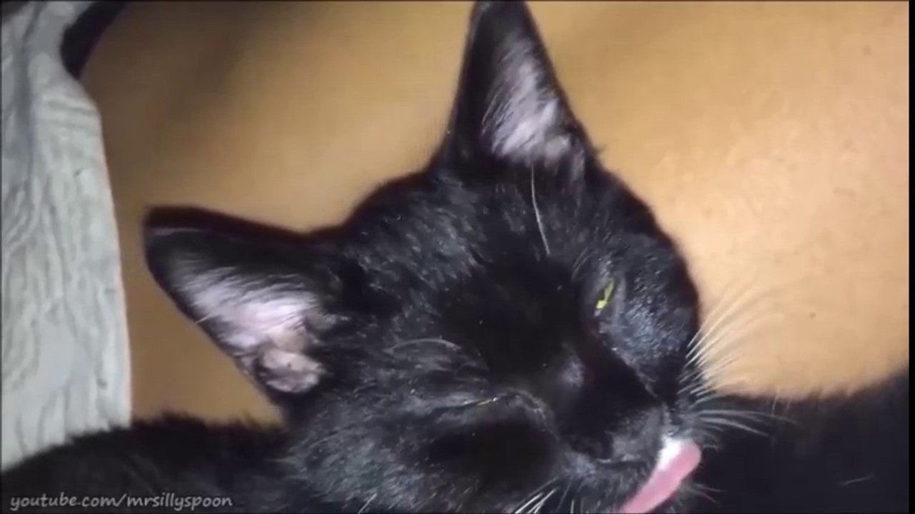CAT CARNAGE!- Funny Cat Clips!