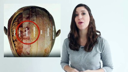 CÉREBRO HUMANO FRESQUINHO: Anatomia do Sistema Nervoso — Dose de Conhecimento | Medicina é