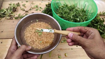 Best Food for Budgies