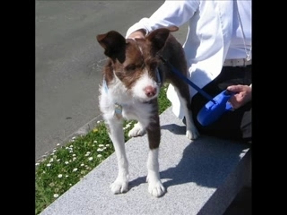 Adopciones 2007