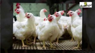 farmed chickens dosed with 'colistin'