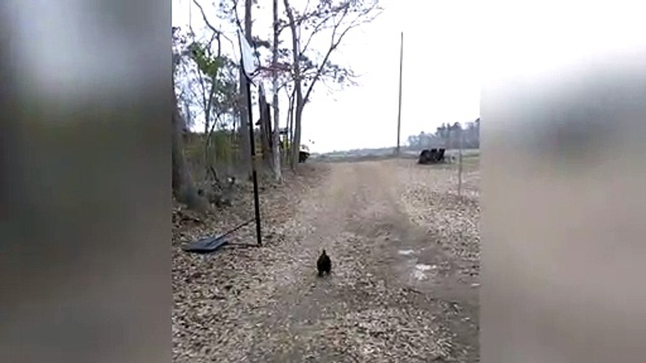 El gallo que más ama a su dueña   Carreras para recibirla