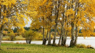 Fall Foliage at Black Butte Ranch Oregon 4K UHD