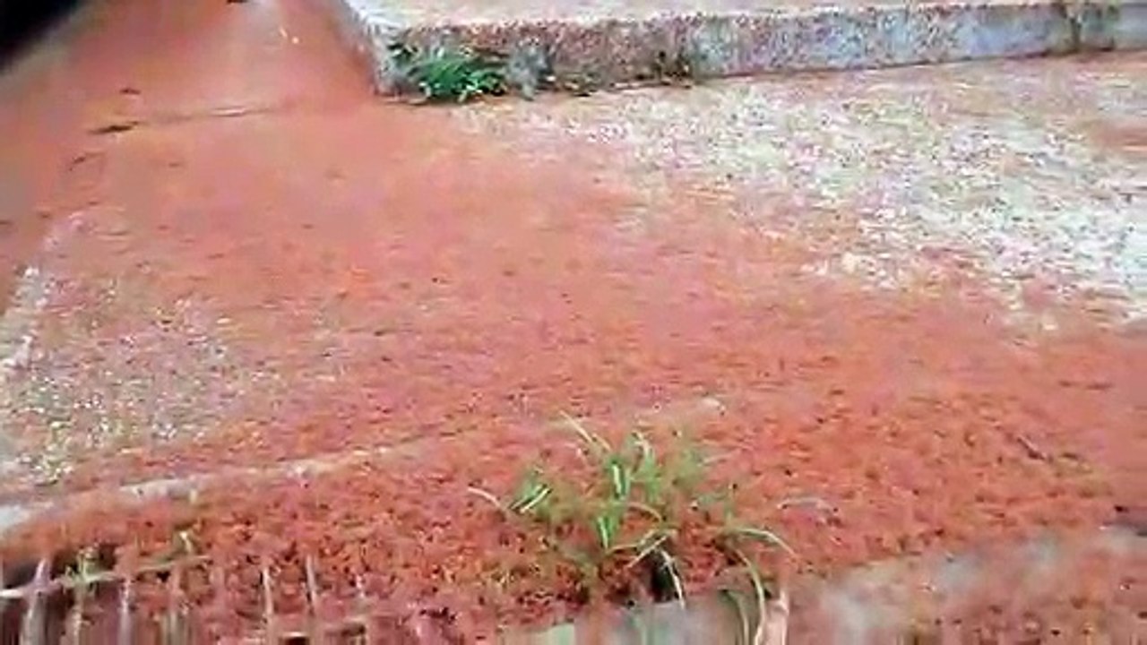 Impresionante invasión de mini cangrejos en un pequeño pueblo