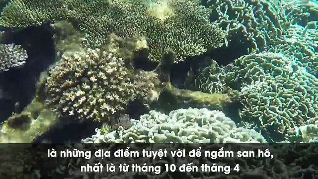 Những điểm lặn ngắm san hô tuyệt đẹp tại Việt Nam mà dân du lịch không thể bỏ qua