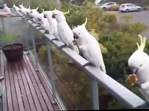 Wild Cockatoos having lunch