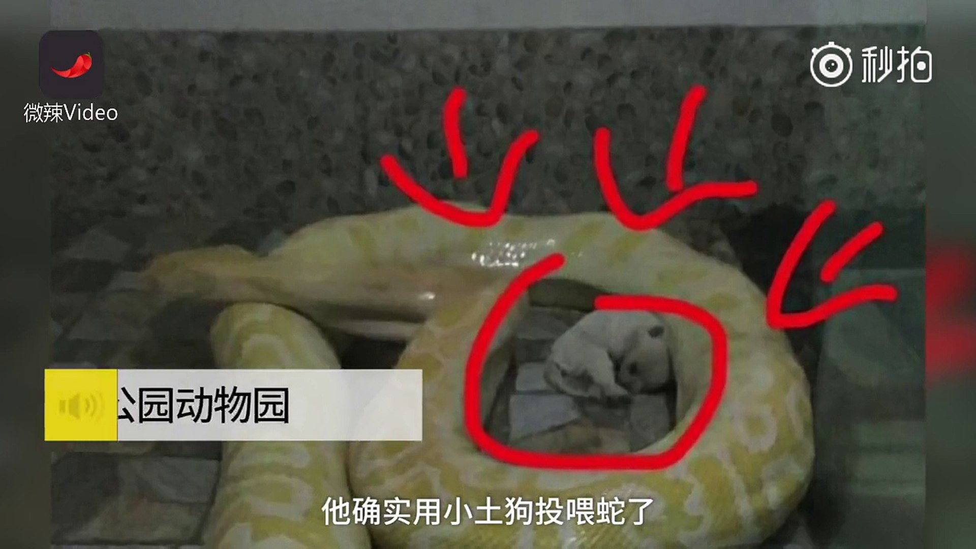 河南一动物园用小狗喂蟒蛇