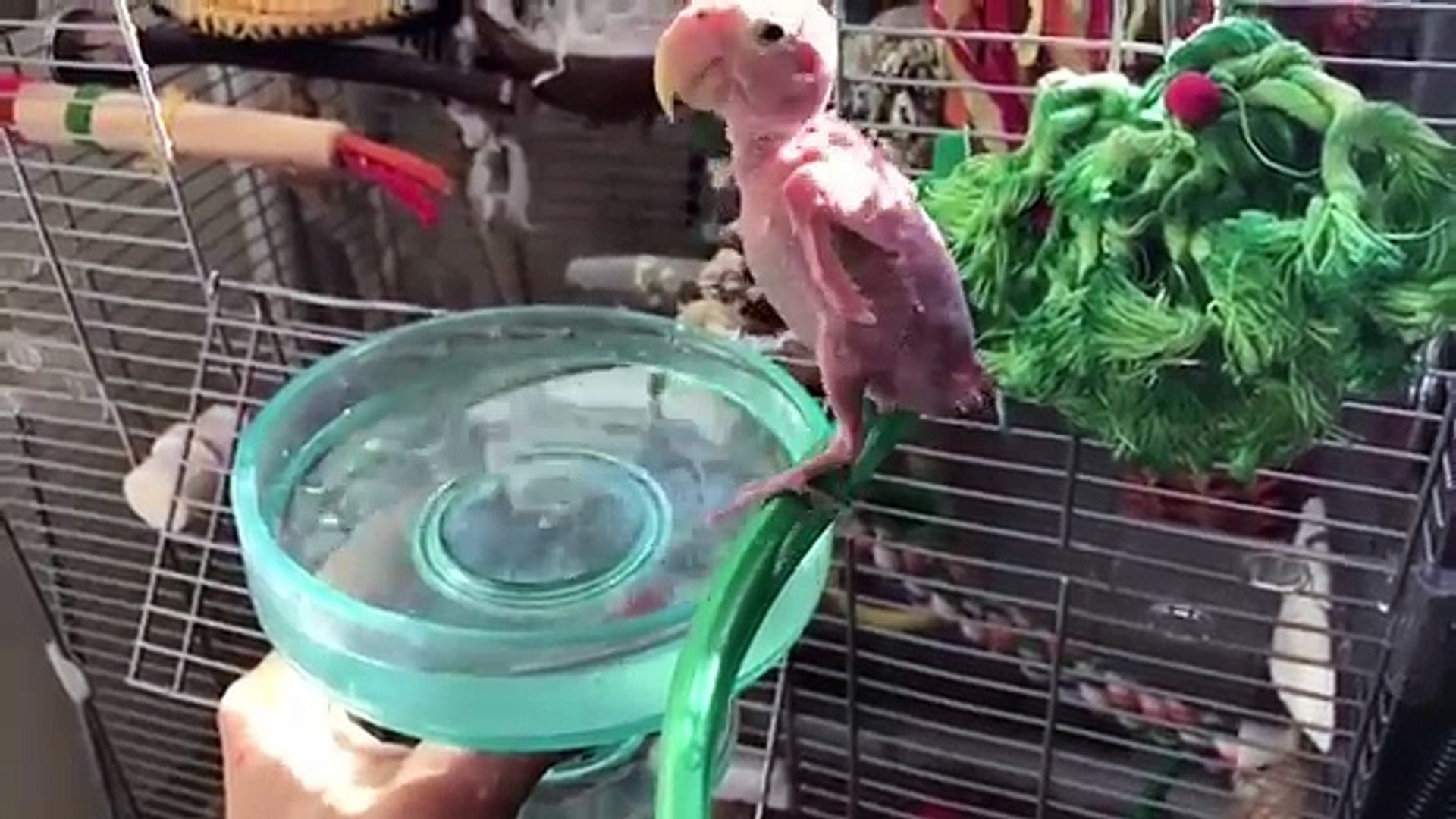⁣Funniest Rhea The Naked Birdie Weekly Viral Video Compilation | Funny Pet Videos