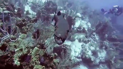 Amazing Elephant Rescues the Buffalo from the Attacking Lion