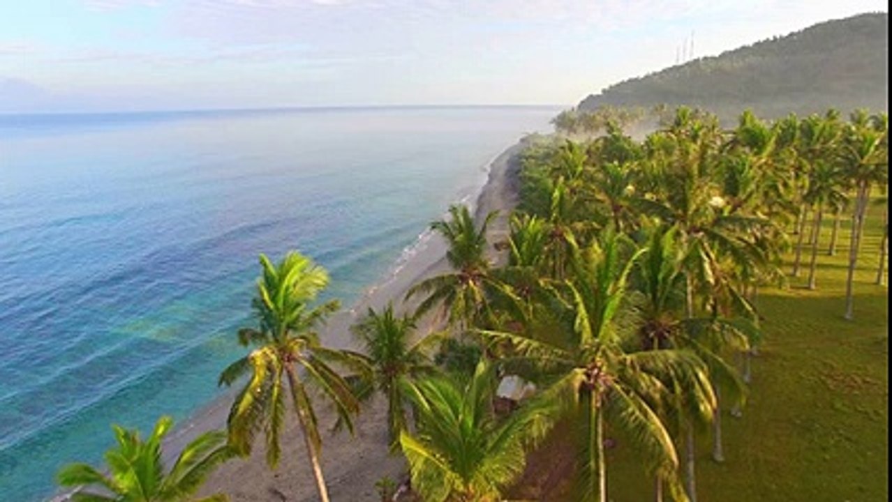 Flying Through Palm Trees Along Beach Free Stock Video Footage Download Clips