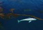 Gray Whale Glides Through Kelp Forest Near Laguna Beach, California