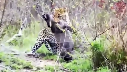 Lion vs Buffalo - Lion vs Zebra Real Fight - Lion vs Anaconda - Most Amazing Wild Animals Attacks