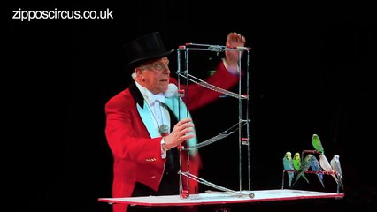 Norman Barrett MBE and his amazing budgies: Zippos Circus