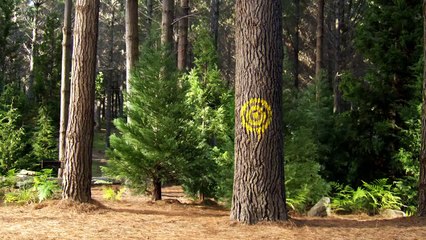 Zé Colmeia: O Filme - Trailer 2 (dublado) [HD]