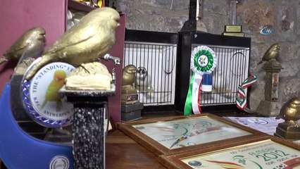 Beyaz kanarya Türkiye’nin gurur oldu