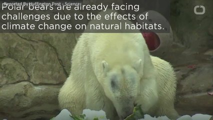 Polar Bears Face Food Shortage Crisis