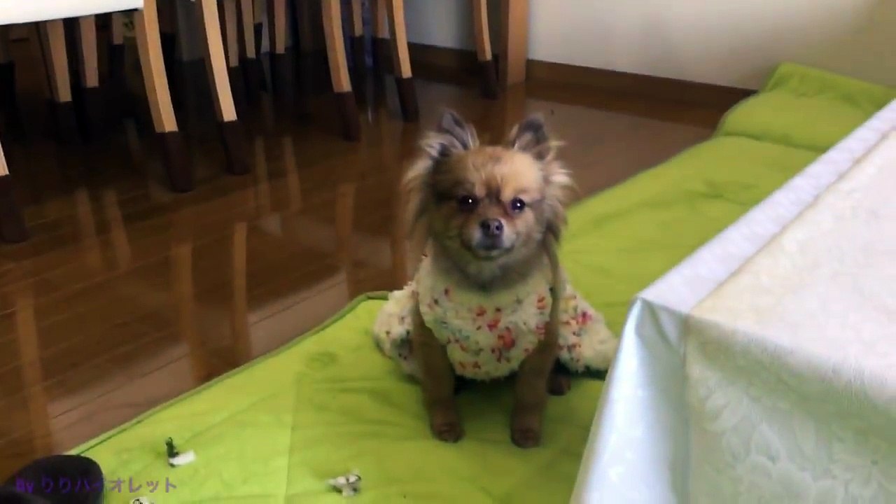 犯人は誰だ！？スリッパを破壊して、問い詰められる犬達。。