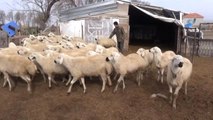 Yerli Çoban Sıkıntısı Afganlılara İstihdam Sağladı