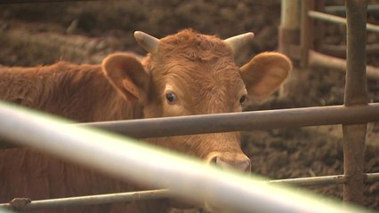 브루셀라가 덮쳐 '한우 무덤'이 된 충북 옥천 / YTN