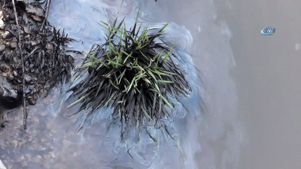 Oltu Çayı'na zehir boşalttılar