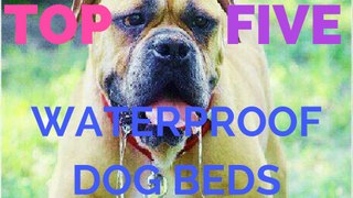TOP 5 WATERPROOF DOG BEDS - THE DOG BED BLOGGER