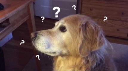 Ce chien ne voyait pas l'intérêt d'aboyer comme les autres...