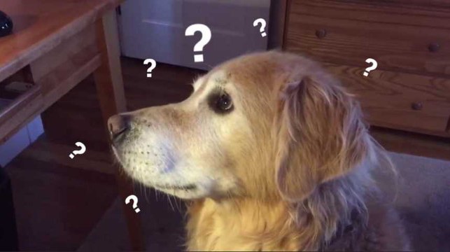 Ce chien ne voyait pas l'intérêt d'aboyer comme les autres...